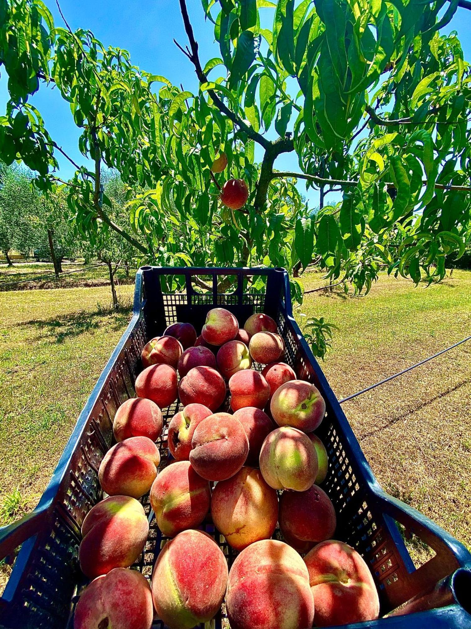 Agriturismo Re di Fiori Villa Donoratico Esterno foto