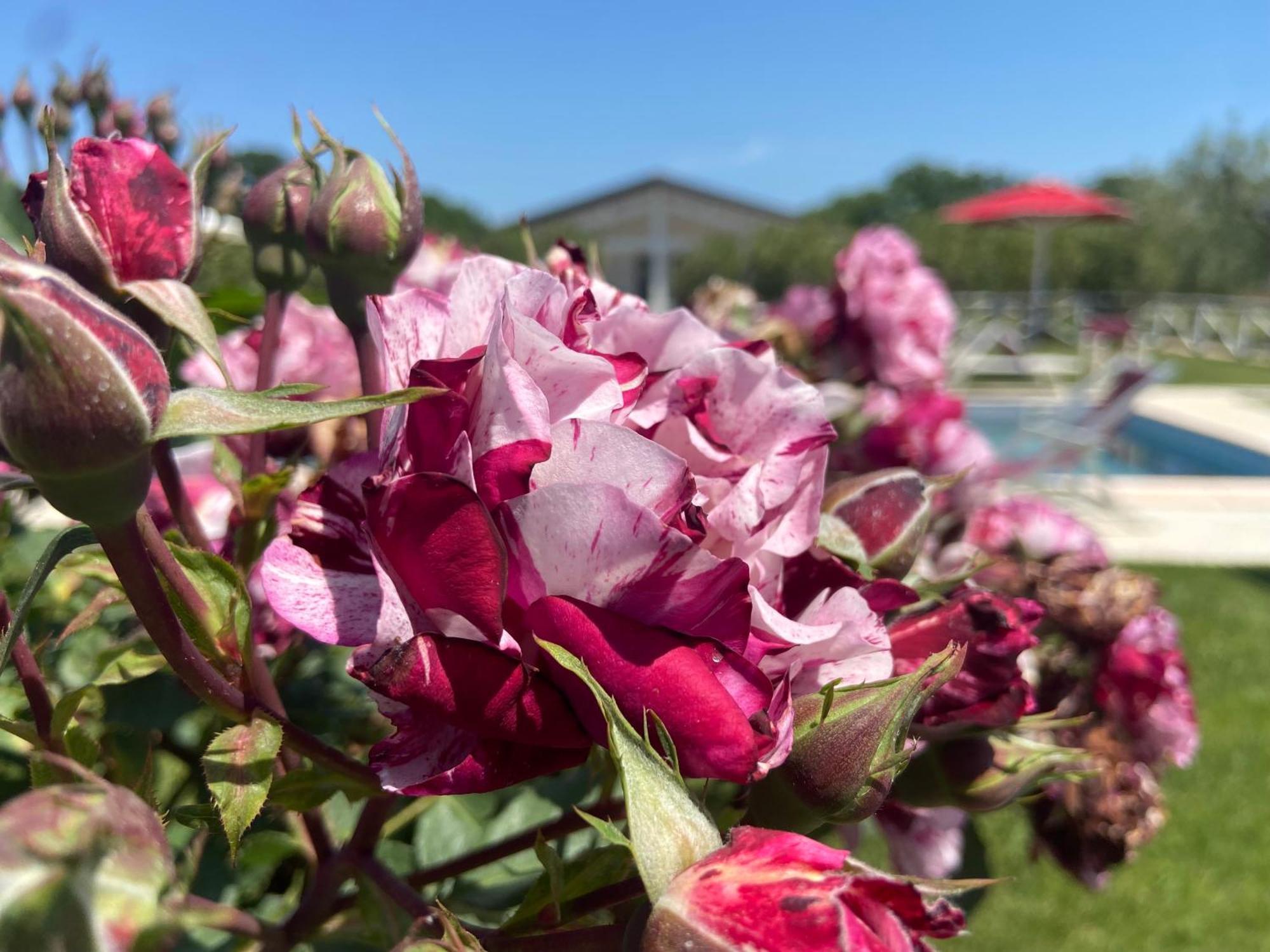 Agriturismo Re di Fiori Villa Donoratico Esterno foto