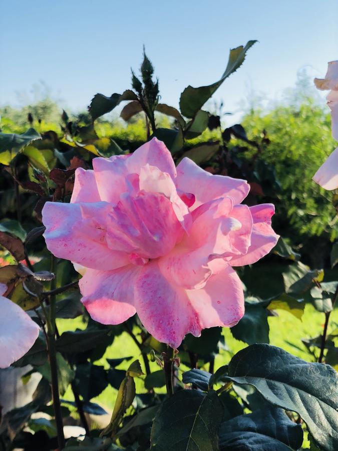 Agriturismo Re di Fiori Villa Donoratico Esterno foto